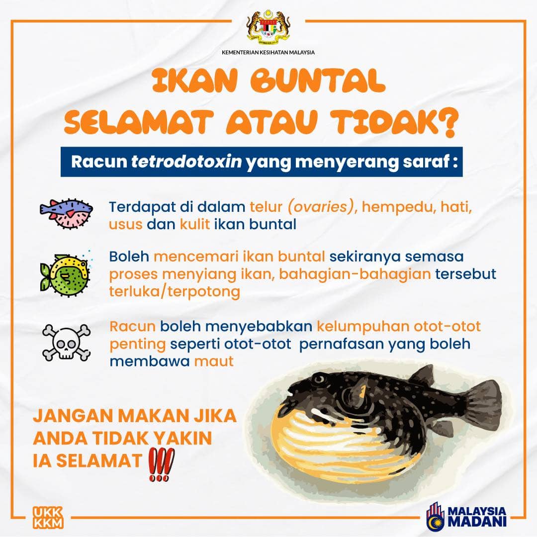 Ikan Buntal Risiko Dan Gejala Keracunan