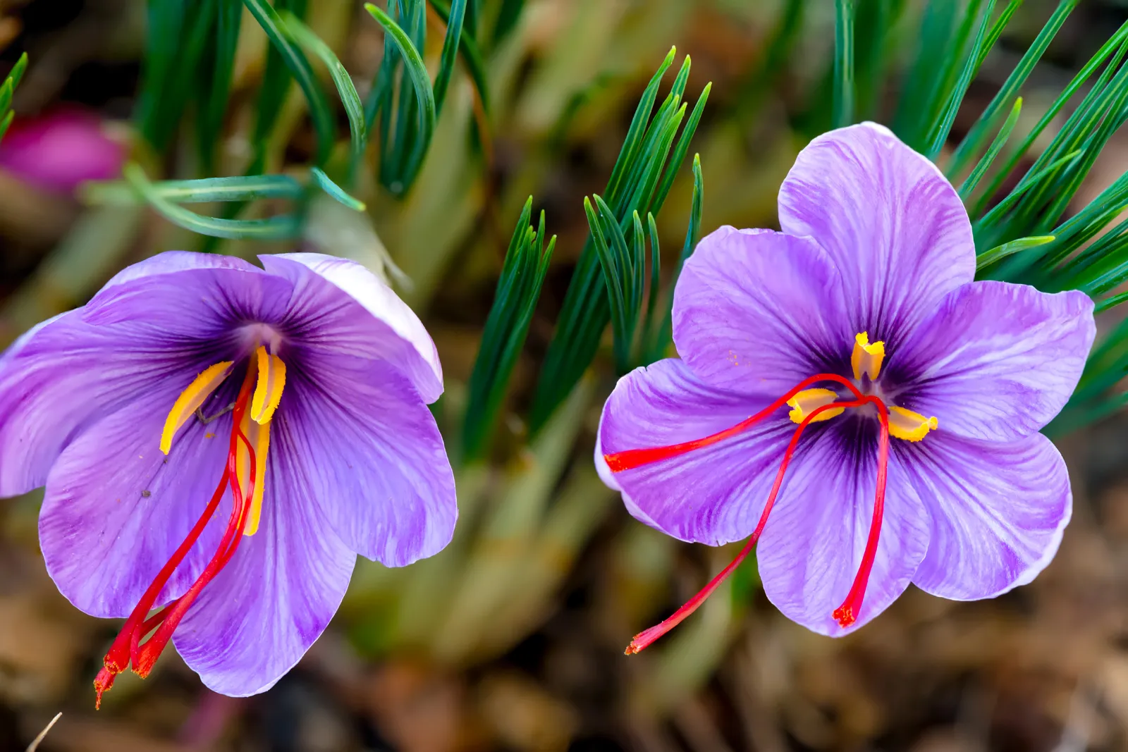 Kebaikan Saffron Untuk Lelaki & Perempuan Yang Ramai Tak Tahu