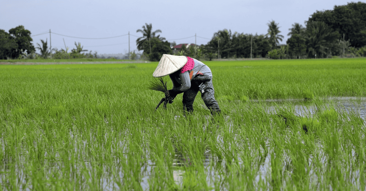 Kepentingan Sektor Pertanian Kepada Negara: Contoh Karangan