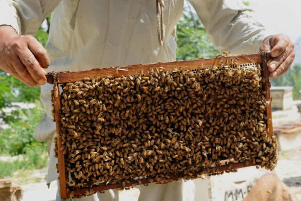 sarang lebah madu kelulut