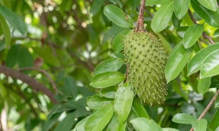 Potensi Daun Durian Belanda Dan Risikonya Pada Kesihatan