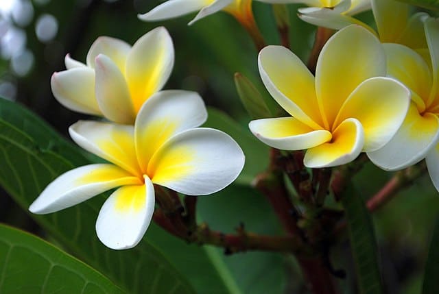 Bunga Kemboja