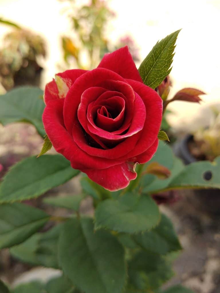 Bunga Mawar