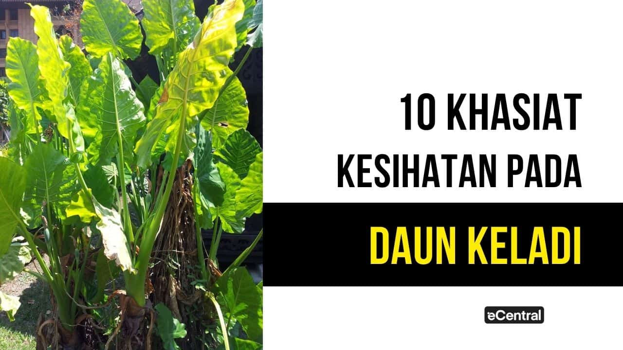 Daun Keladi: Khasiat Pada Kesihatan & Cara Tanam Yang Betul