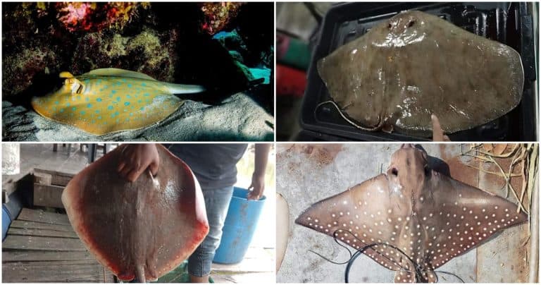 Pari Azab Ikan Pari : Jenis, Tips Pilih Pari Segar & Resepi Wajib Cuba