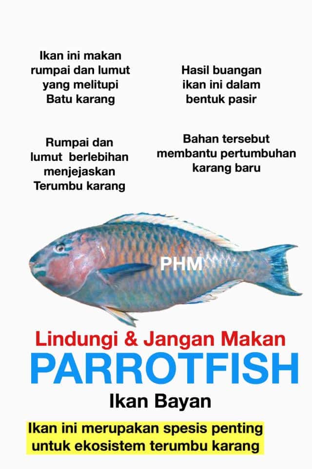 ikan bayan