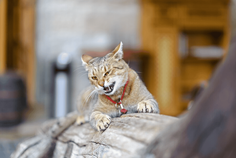 Nama Kucing Jantan: Pilihan Terbaik untuk Si Bulus Kesayangan Anda