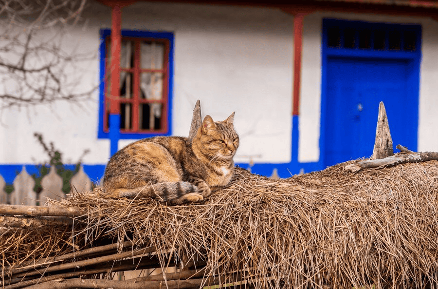 Nama Kucing Jantan: Pilihan Terbaik untuk Si Bulus Kesayangan Anda