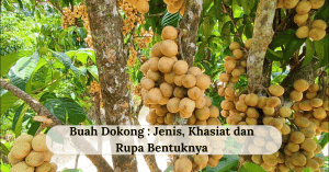 Buah dokong