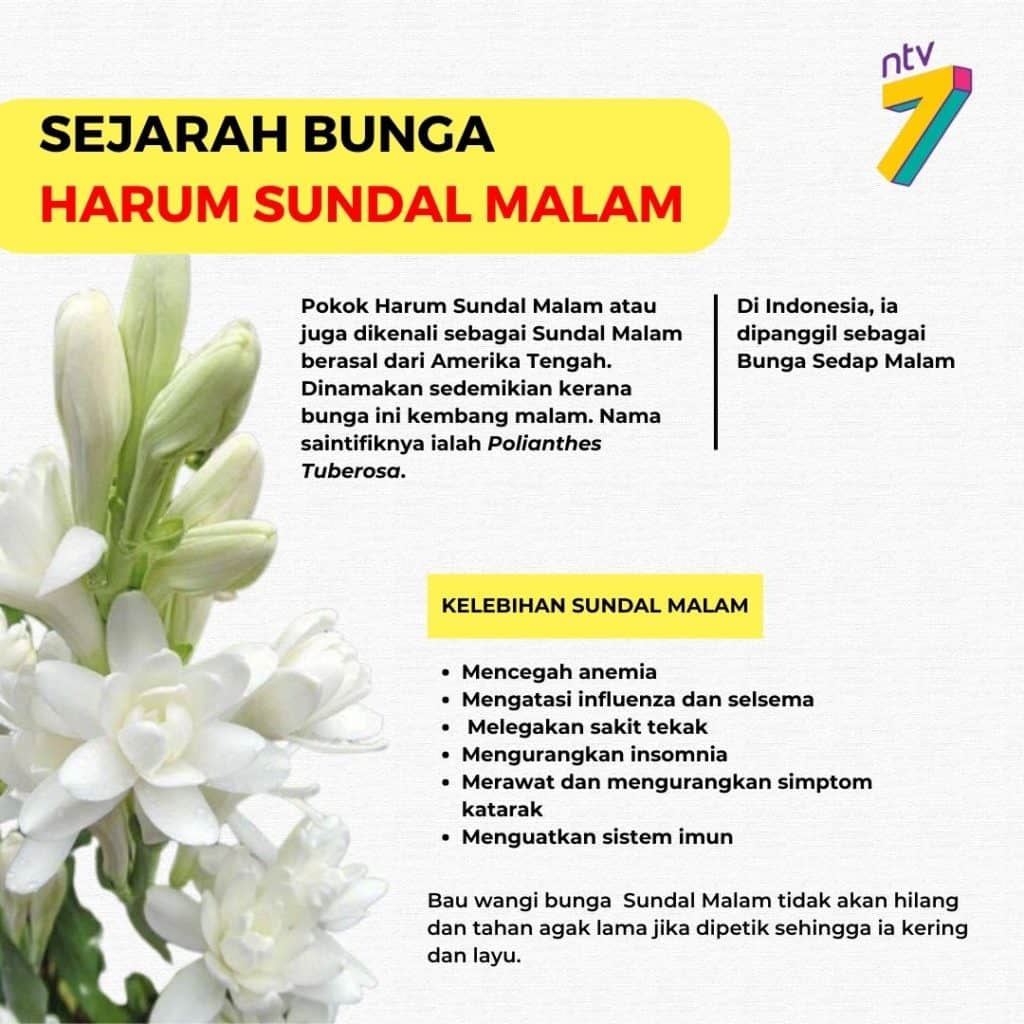 bunga harum sundal malam