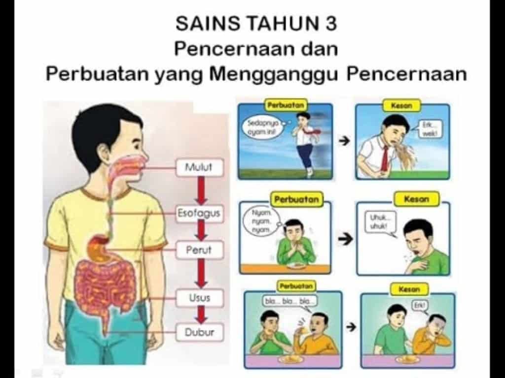 sistem pencernaan manusia