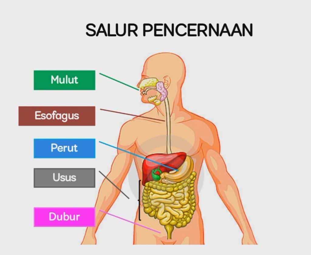 sistem pencernaan manusia