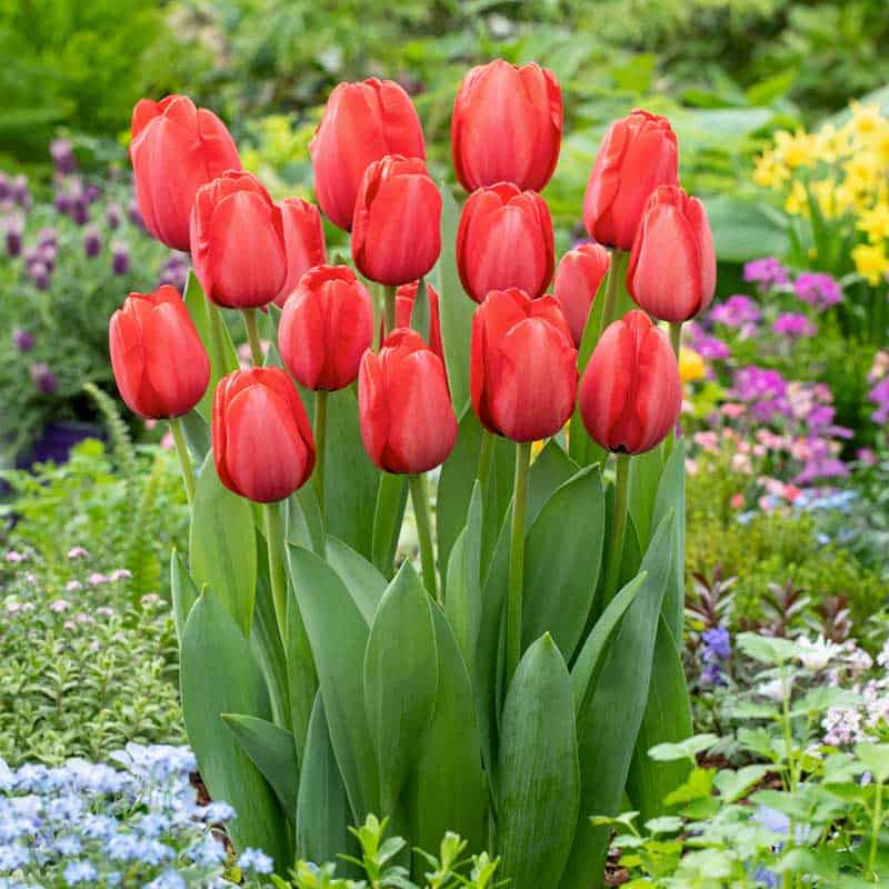 bunga tulip