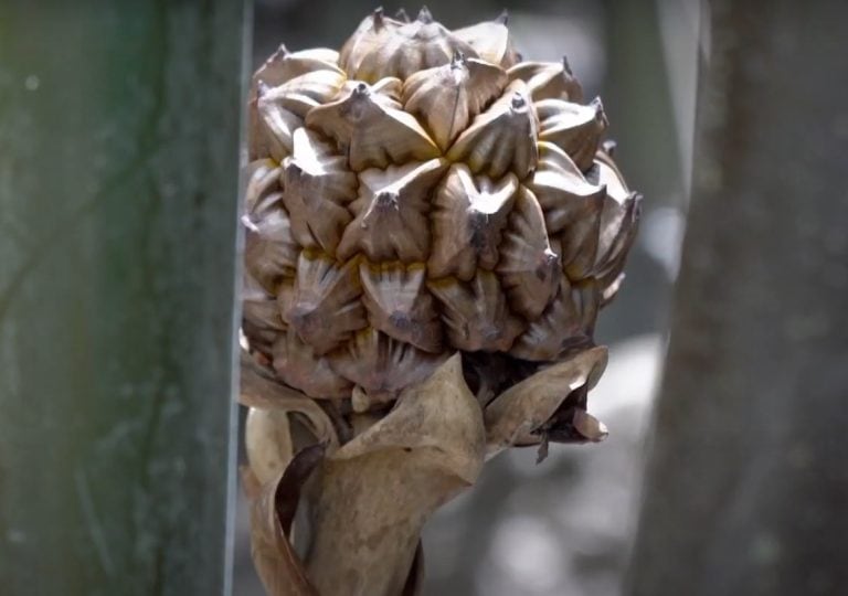 Apong Process Apa Itu Gula Apong Sarawak dan Kegunaannya?