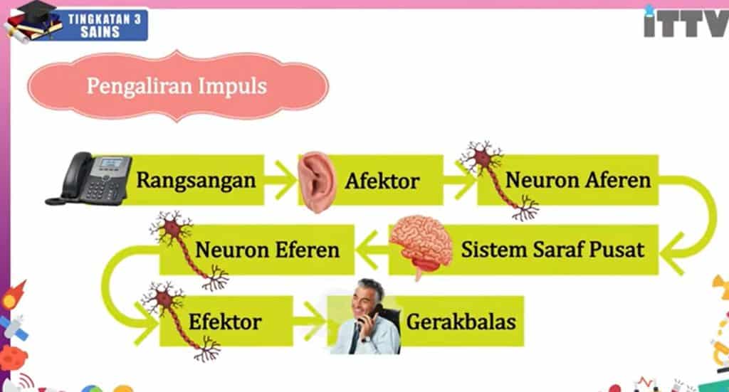 sistem saraf manusia