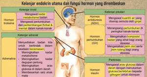 sistem endokrin manusia tingkatan 4