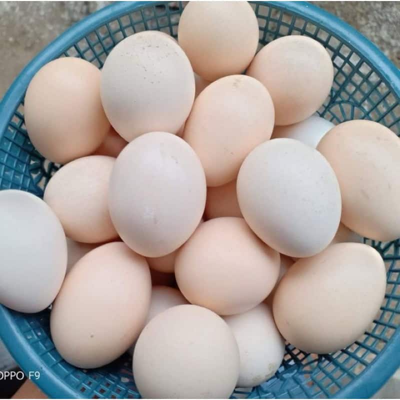 telur ayam kampung