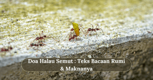 doa halau semut