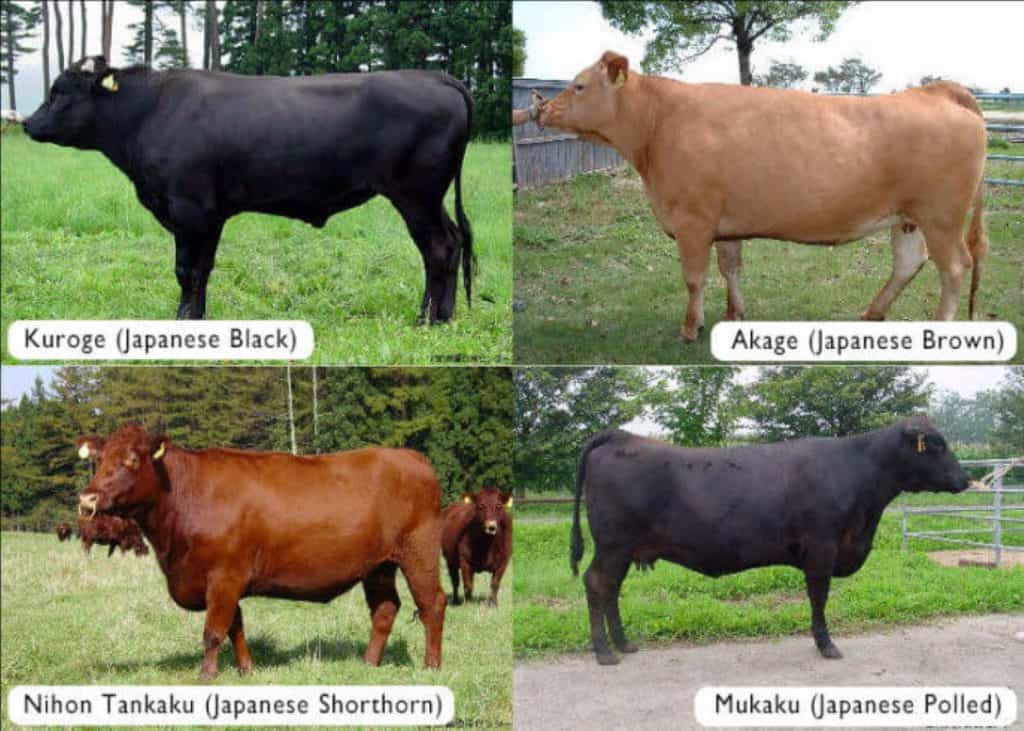daging wagyu