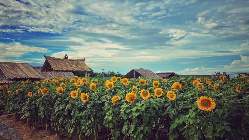 Ladang Bunga Matahari