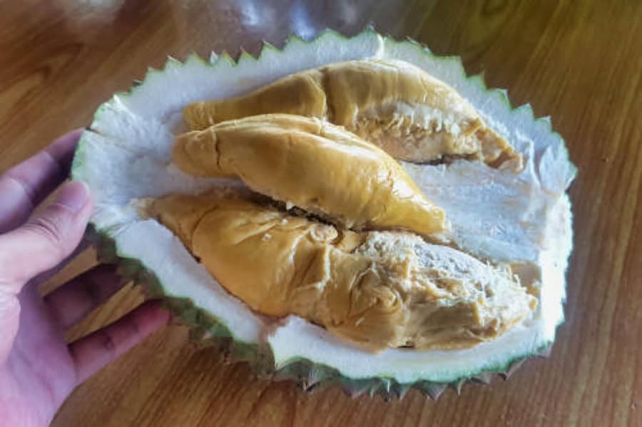 durian tupai king