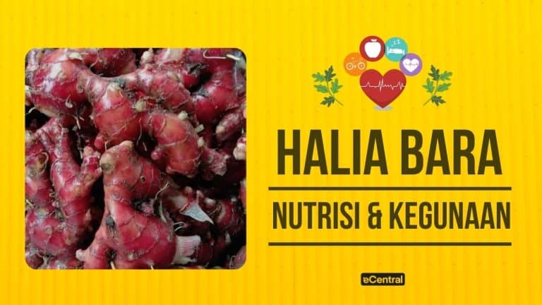 halia bara