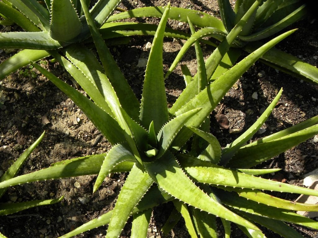 lidah buaya