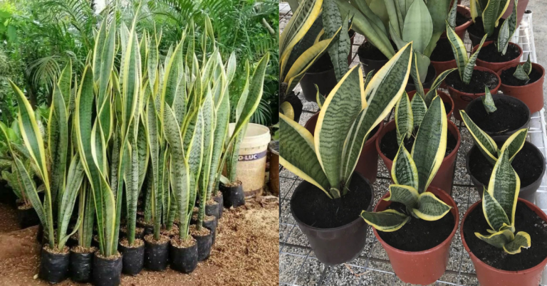 pokok lidah jin