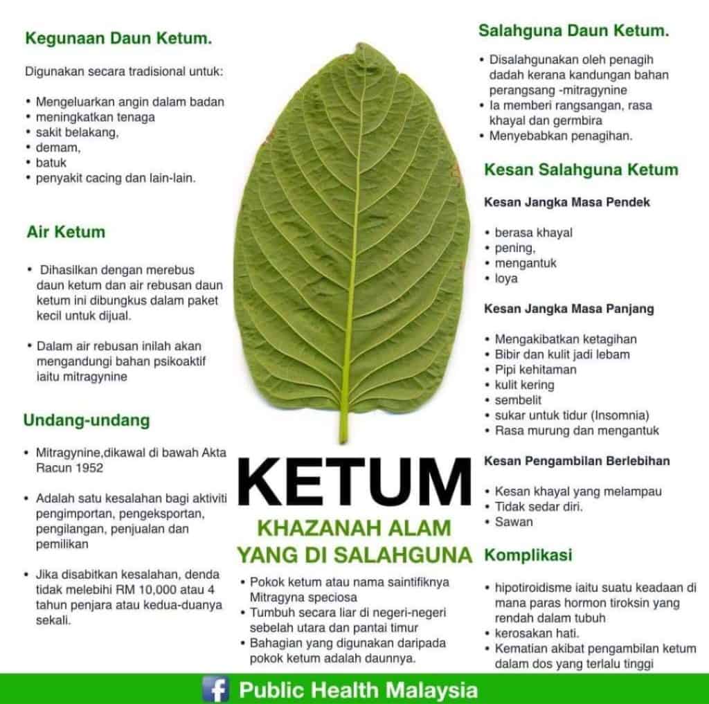 daun ketum