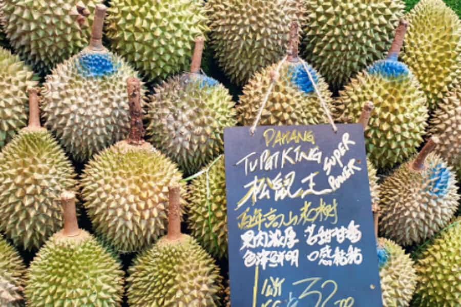 sejarah Durian Tupai King