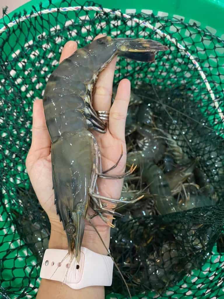 udang harimau