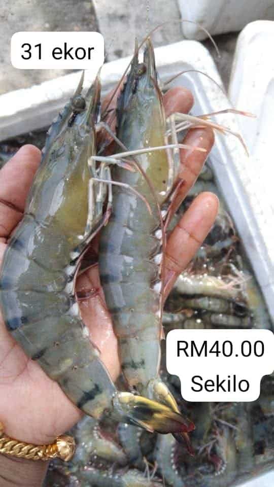 udang harimau
