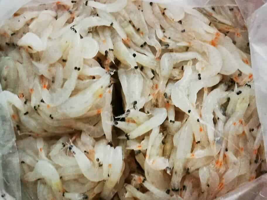 udang geragau