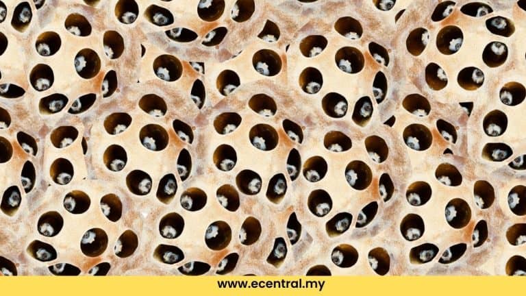 Trypophobia
