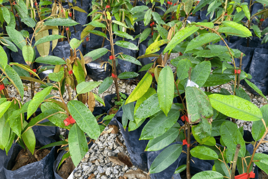 Anak pokok Durian Udang Merah