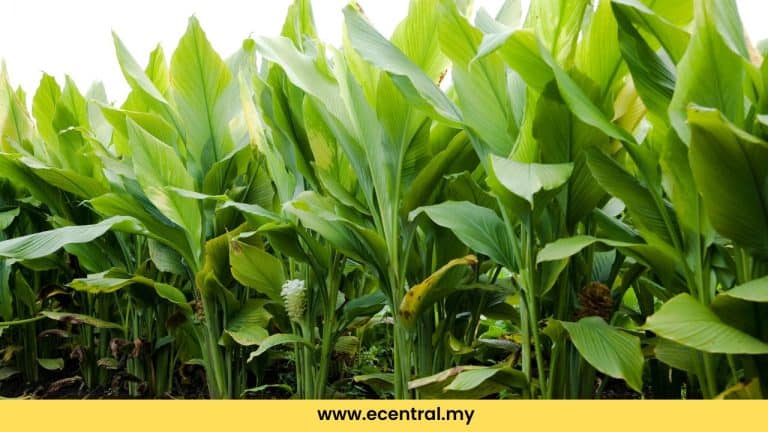 daun kunyit
