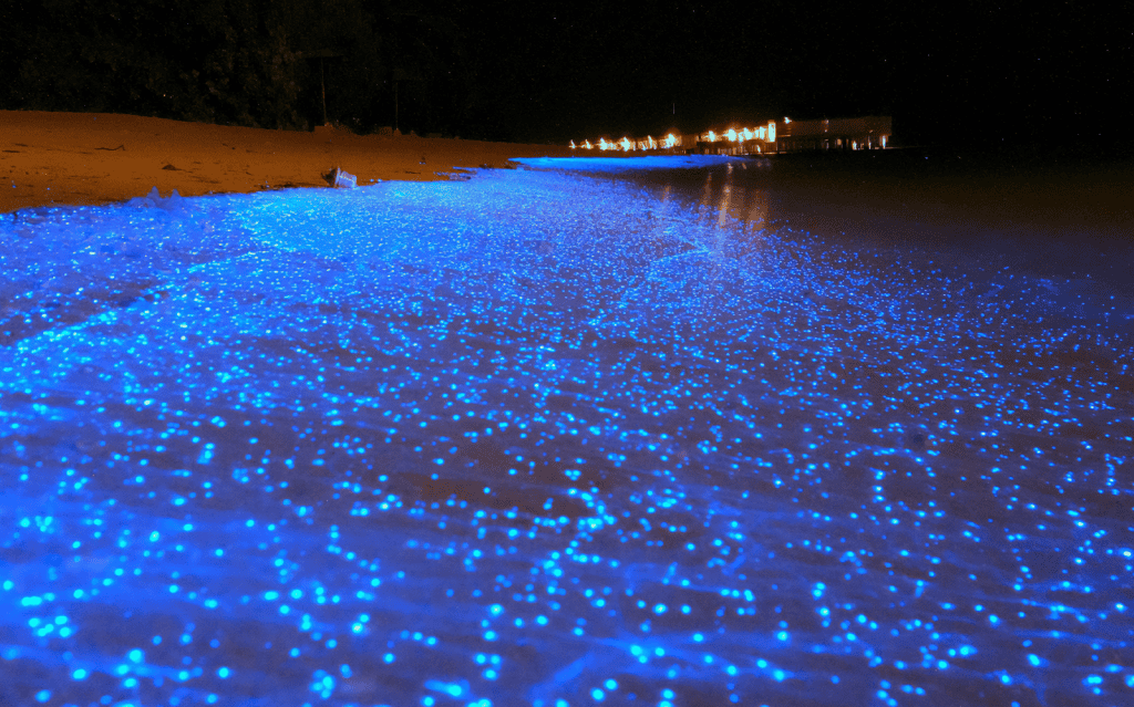 Blue Tears Kuala Selangor - Rujuk Harga Tiket & Tips
