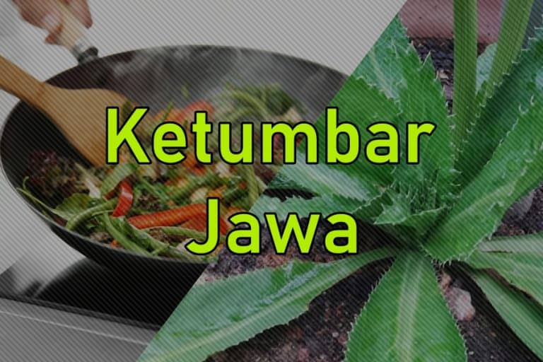 ketumbar jawa dalam masakan