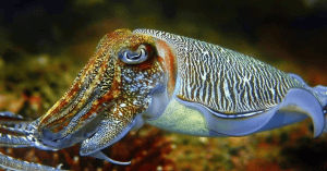 sotong katak