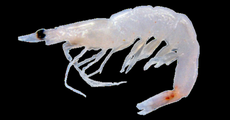 udang geragau