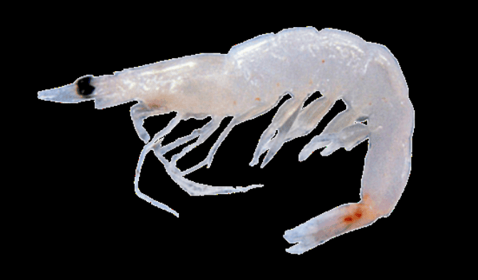 udang geragau