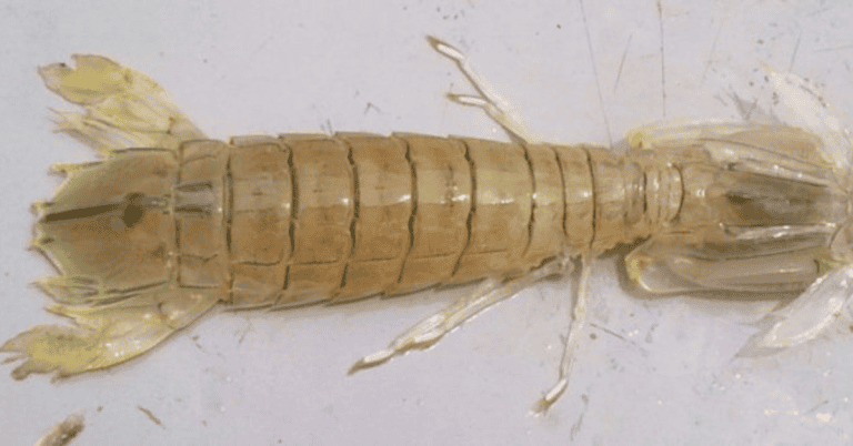 udang lipan
