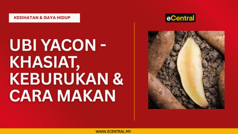 Ubi Yacon - 6 Khasiat Utama, Keburukan & Cara Makan