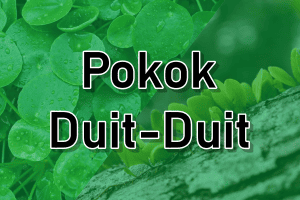 manfaat pokok duit-duit