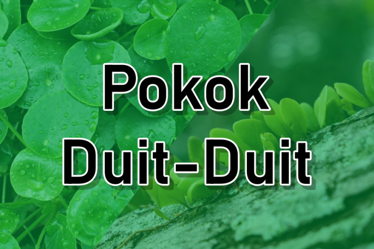 manfaat pokok duit-duit