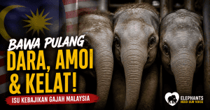 Gajah Dara, Amoi, Kelat – Kronologi & Petisyen Pulangkan DAK