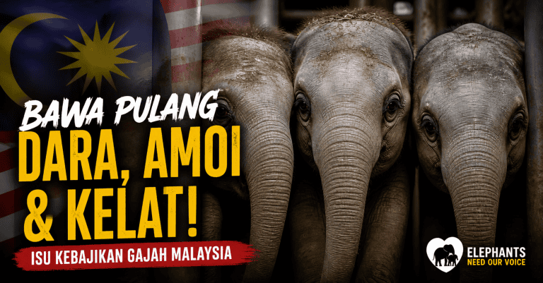 Gajah Dara, Amoi, Kelat – Kronologi & Petisyen Pulangkan DAK